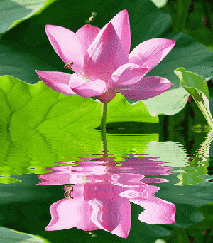 “青荷盖绿水，芙蓉披红鲜”，带你拥抱溪池一夏天的风~