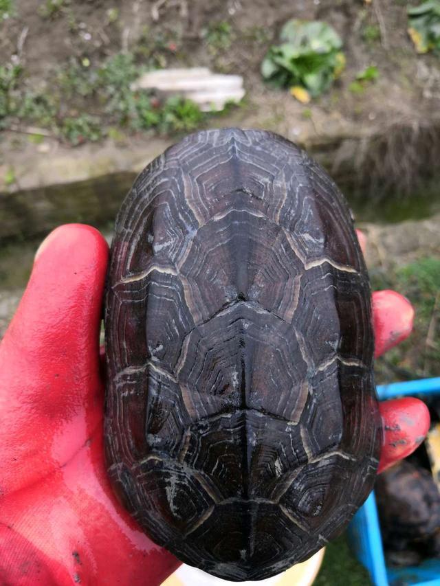 国龟饲养：中华草龟的选苗和家庭饲养方法