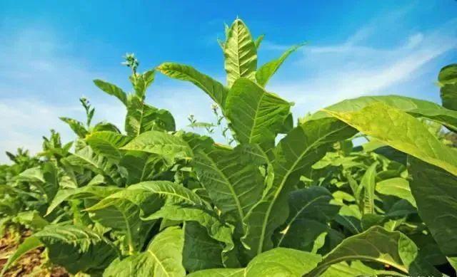 透视3个案例，告诉你如何找到科学种植的突破口，赶紧上车