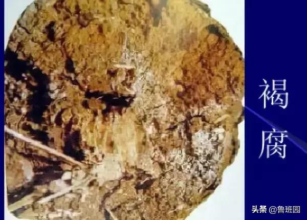 知识 | 有备而无患!一篇文章解读木材各类缺陷及应对措施!-第18张图片-上海吉湄仓储设备有限公司 知识 |<img src=