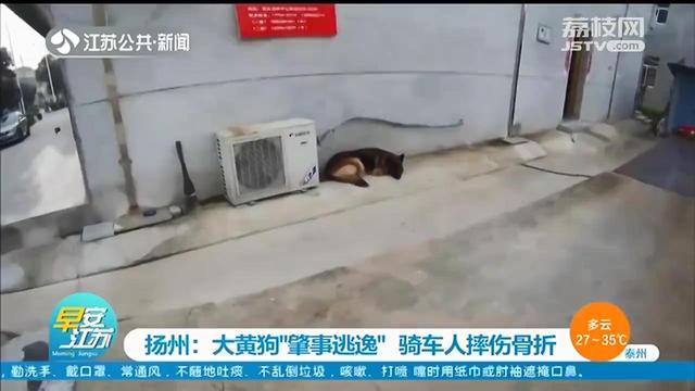 大黄狗撞上电动车&ldquo;肇事逃逸&rdquo;，民警反复看监控找到狗主人