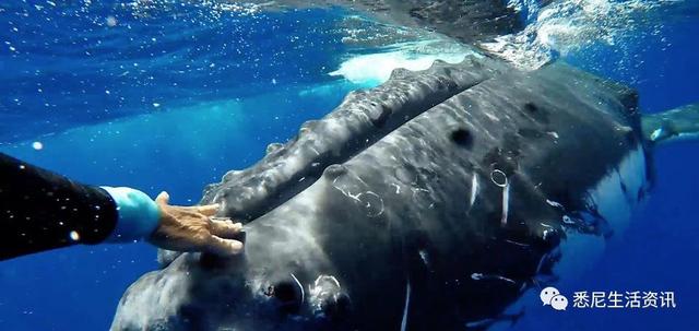 来了！4万多头座头鲸浩浩荡荡逼近悉尼港！气势