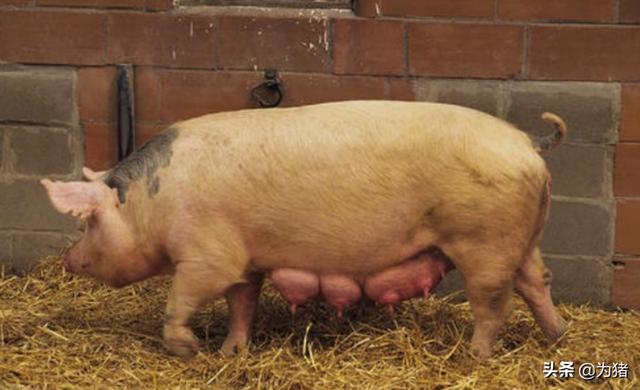 夏季母猪产死胎的三大原因及防治措施？
