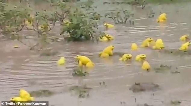 出现|印度水塘出现黄色青蛙 据悉是雄性在雨季交配期为吸引异性而变色