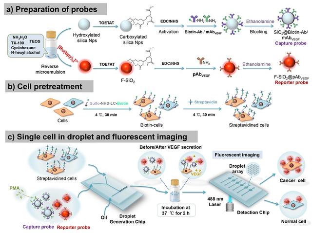 Droplet Microfluidic Fluorescence Imaging Platform For Analysis Of