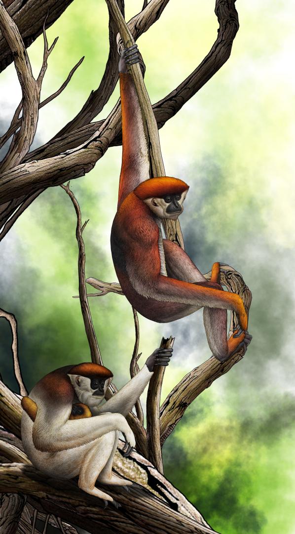 Earliest Gibbon Fossil Discovered In Yuanmou Yunnan China Inews