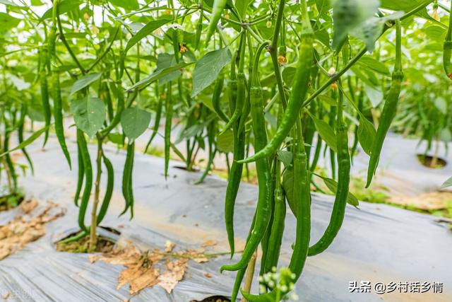 现代农业技术推广的重要性