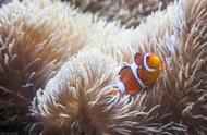 海洋生态：揭秘有毒海葵与小丑鱼的共生关系