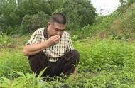 800 mus of country 500 kinds of medicinal herbs, rich collect 