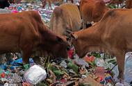 Indonesian into the world ox of country of production of the 2nd big plastic rubbish eats feed in ru