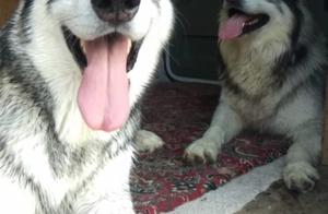 Put the most welcome two firn wolf in the song wit