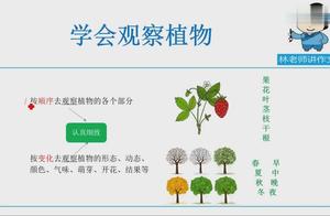 观察日记400字(植物)