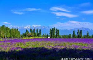 Admire lavender to go why French Xinjiang Yi Li can satisfy all your imaginations to Puluowangsi