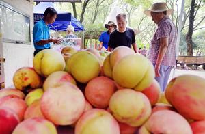 Big round honeydew, lake scene honeydew, Xin Fengm