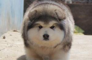 Alaska sledge dog, true Ha Shiji originator