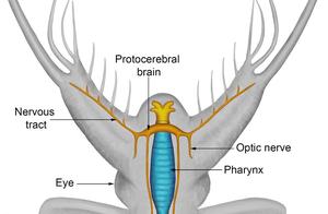 Personnel of division take an examination ofing di