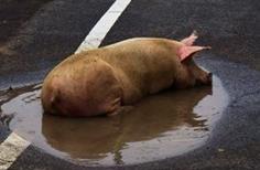 After Japanese nuclear radiation, this area nobody