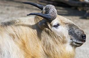 Animal world - takin