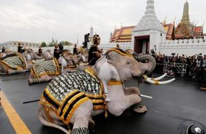 Thailand king drives collapse elephant to kneel down kowtow do obeisance to grieve over, touch the p