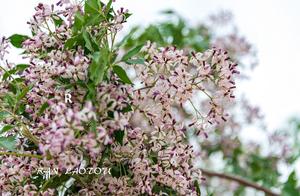 Cannot think of, he lustre has a Lian unexpectedly