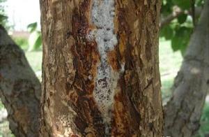 What is the symptom with pear tree ill decay? What to produce a reason to have? How should fruit gro