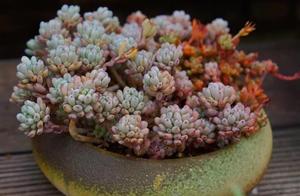 Meaty and cankered cent is planted, how cure?