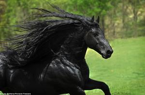 On the earth the blackest the most handsome the most elegant animal, heart of last pieces of feeling