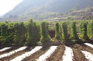 Yunnan has a village of money most: It is ten million plute everywhere, full hill is a ready source