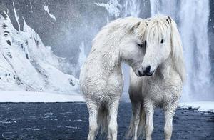 The horse that the world maintains the purest blood relationship plants -- Icelandic horse: Left Ice