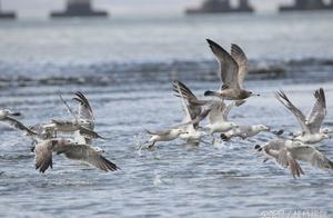 Qingdao: Large quantities of mew gather together b