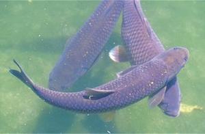 Often angle friendly: Angle big black carp, rememb