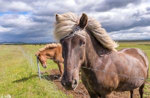 The purest horse on the earth is planted -- Icelandic horse