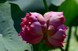 Beijing: Round bright garden twin lotus flowers on