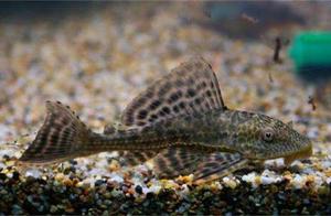 Engorge goods is Caesarean child civilian people the rubbish fish that does not have, vietnam person