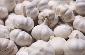 Today garlic price how many money a jin? Newest price quotations analysed countrywide garlic in May