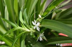 Raise bracketplant, the following content is bit more crucial, not allow to ignore, learn to be met