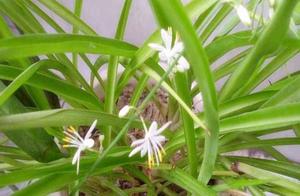 Raise bracketplant, sheer " 3 hole " , of glossy