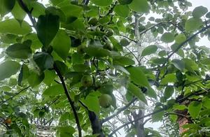 Parental hope is undone