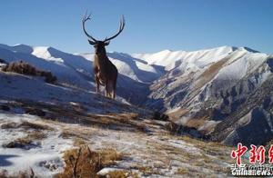 Two branches: Severe check a network to trade plat