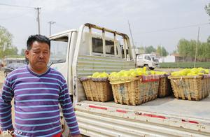 Shandong country eldest brother sells day price watermelon, 1 kilogram 36 yuan, sell one year piece