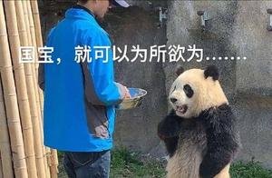 To giant panda draw well imprisons a month, giant 