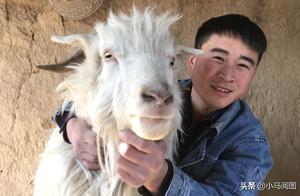 Gluttonous sheep relies on to eat protect a life t