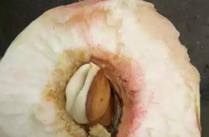 Which kinds is craze of nucleus of honey peach peach?