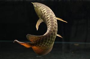 Before raising Longyu, understand first please, wa