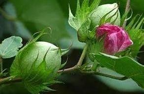 Want to ensure crop, when do this not allow to ign