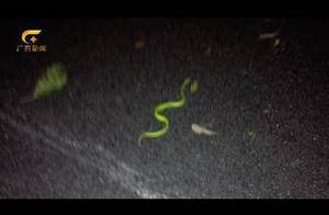 Female undergraduate is bitten by serpent carelessly in scene area, lie close fortnight is cost on t