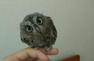 Owl of 7 people business, find out punishment duty