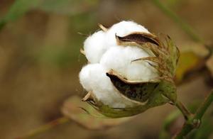 Zheng Mian is cast store the bull in undertaking c