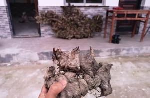 Rural old man digs 200 jins of baby, someone goes 