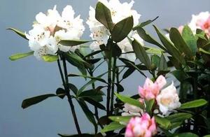 [2019 florescence are forecasted the 3rd period] azalea of 3 clear hill already left, make your drun